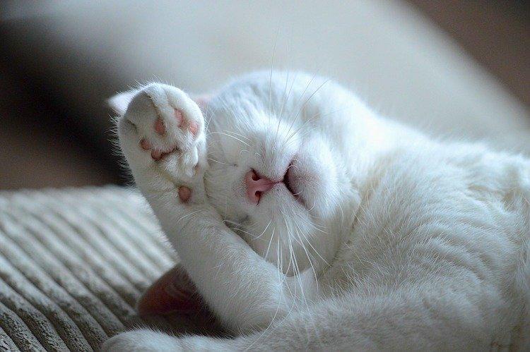 How to Tell If Your Cat Is Deaf