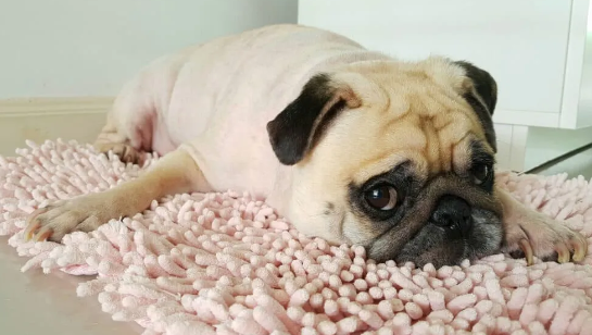 Sepsis in Dogs