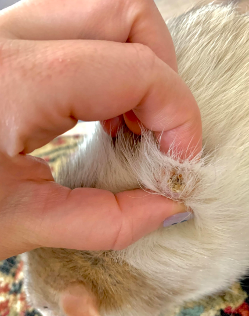 Sebaceous Cyst on Dog