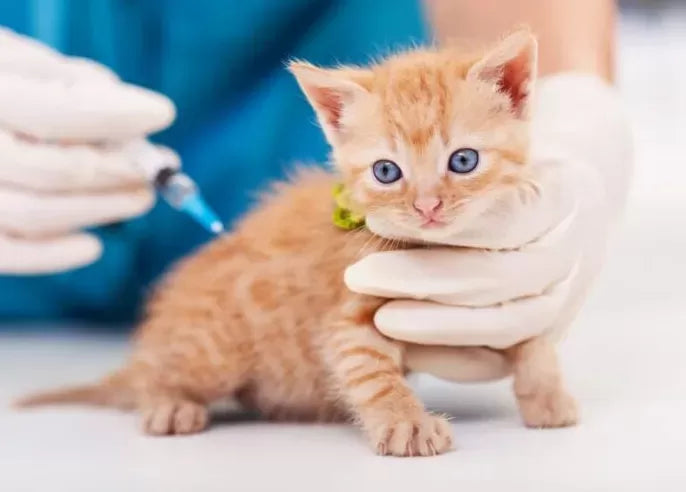 How To Make My Cat Feel Better After Vaccines?