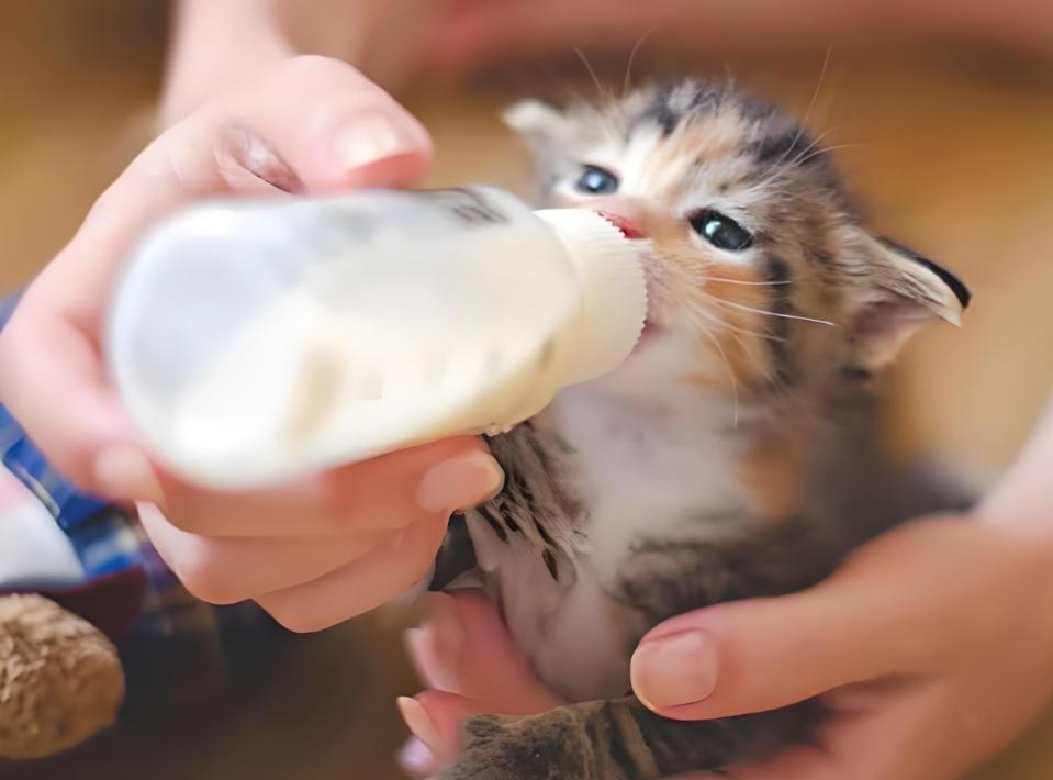 Can Cats Drink Almond Milk? A Comprehensive Guide