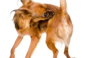 Why Do Dogs Anal Glands Fill Up