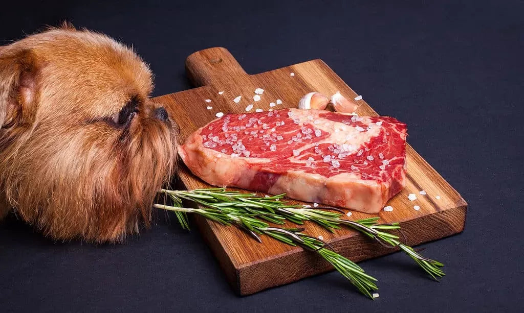 Guide to Understand The Sources of Taurine for Dogs