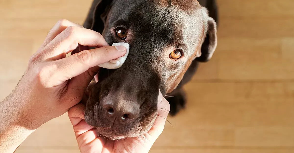Can Dogs Get Pink Eye