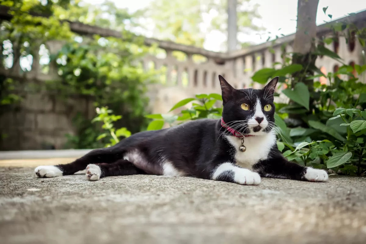 How Can I Take My Indoor Cat Outside​