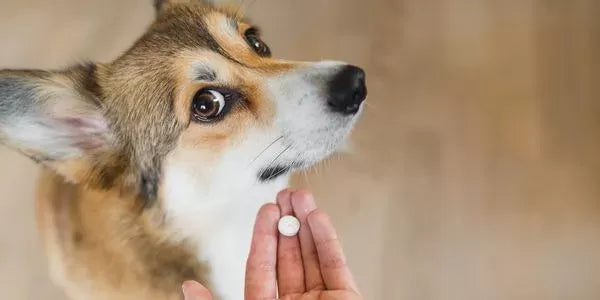 Do Dog Need Liver Support?