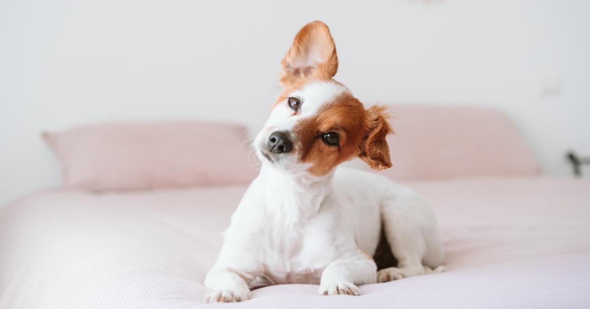 Is Dogs Hearing 300 Times Better Than Humans​
