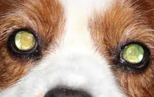 Cataracts in Dogs