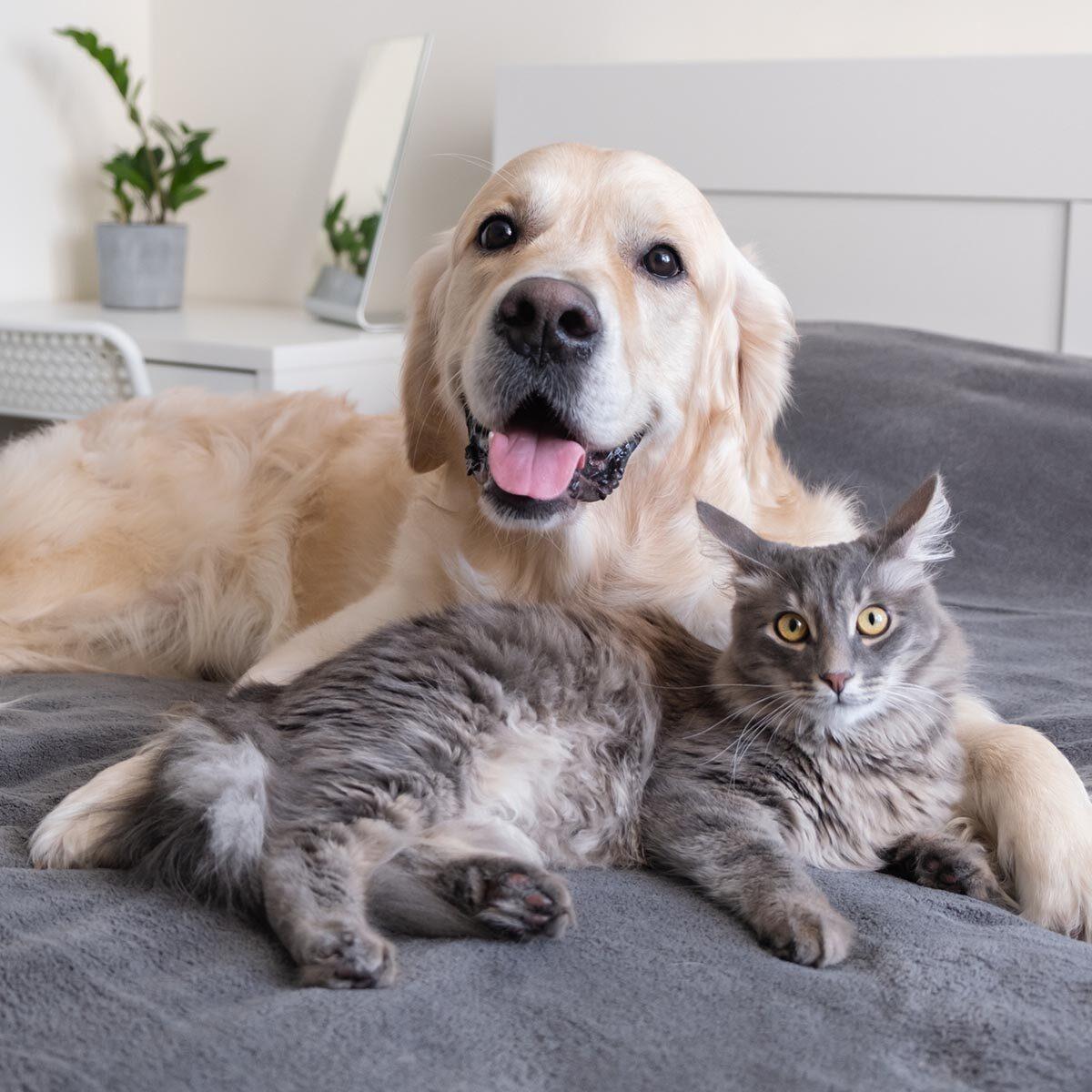 Can My Cat Give My Dog Kennel Cough​