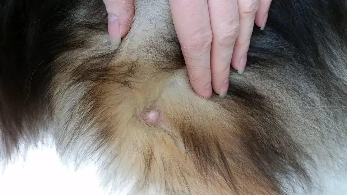 Understanding Pimple-Like Bumps on Dogs
