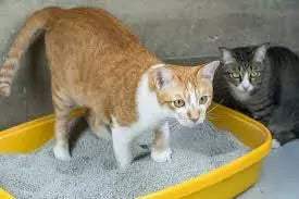 Detailed Cat Poop Chart guide:offering insights into digestive well-being and care
