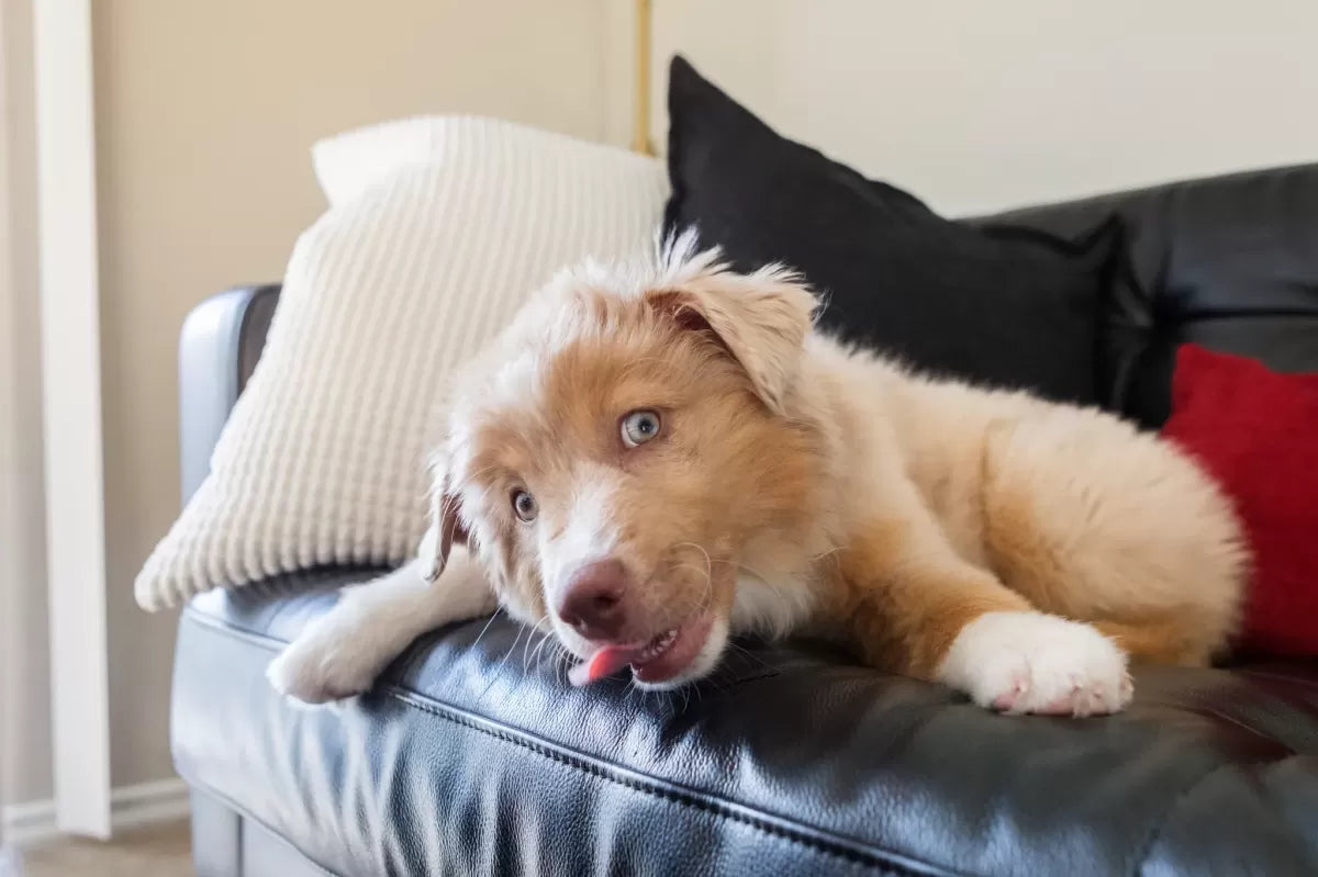 Why Does My Dog Lick the Couch