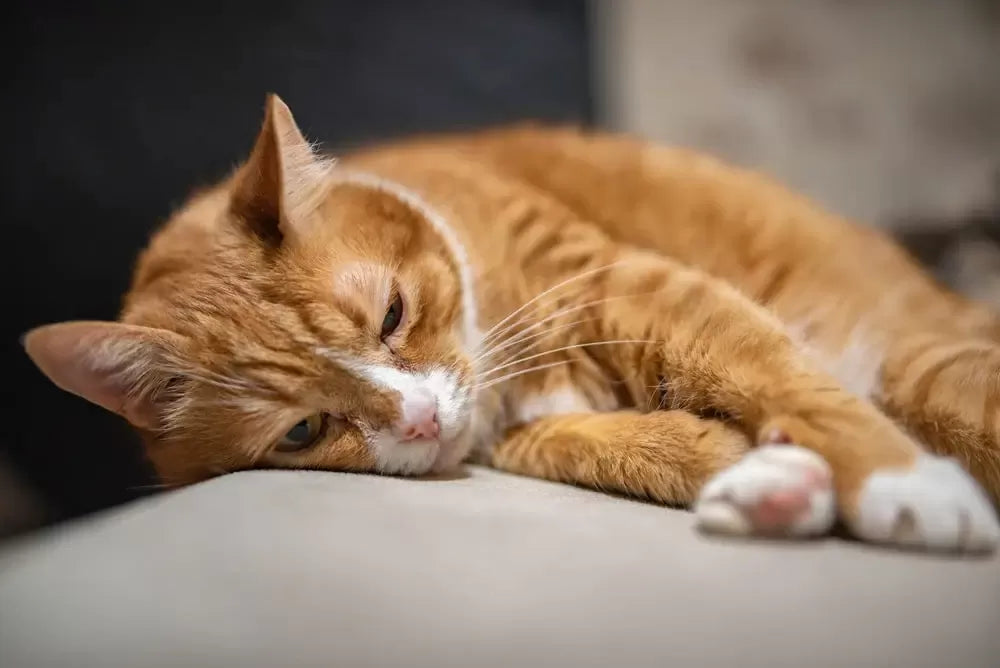 Does My Cat Have Dementia Quiz