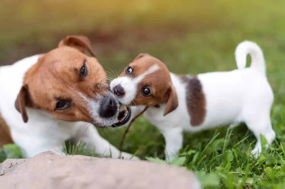 How to Tell If Dogs Are Playing or Fighting​