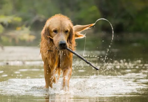 Giardia in Dogs
