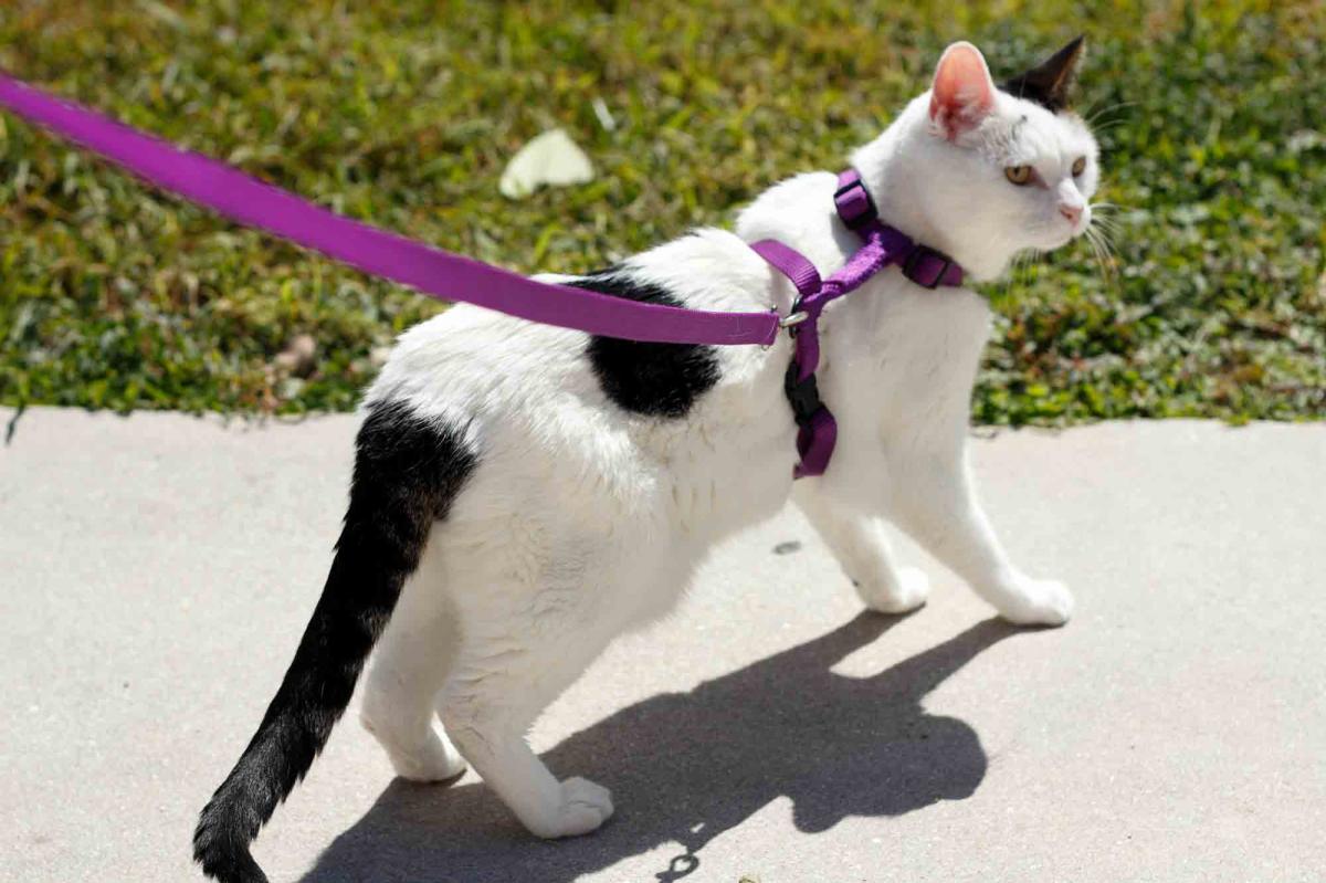 Can You Walk A Cat