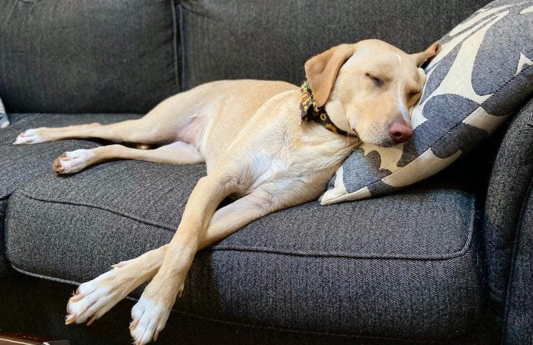 Arrhythmia in Dogs