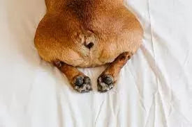 Dog Gland Removal Pros and Cons