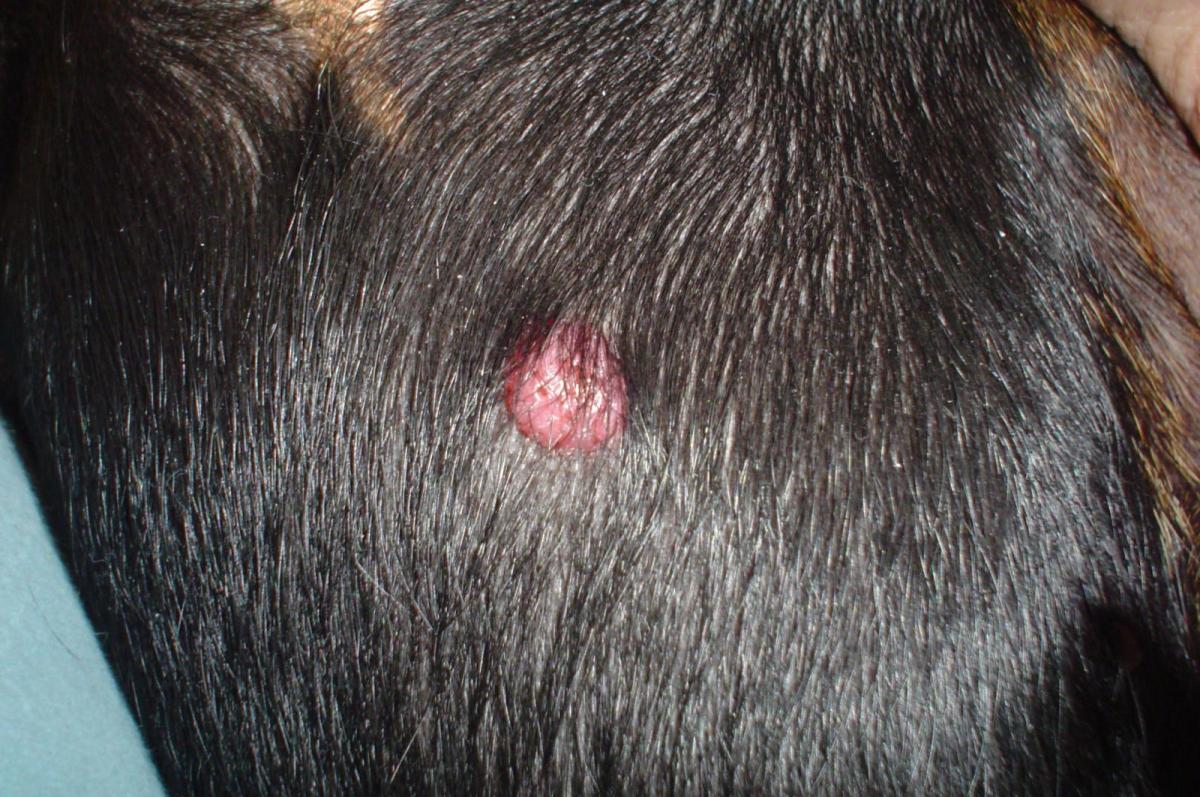 Histiocytomas in Dogs: What You Should Know