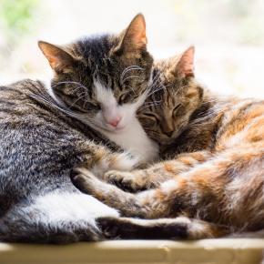 Multi-Pet Households and Hot Spots: How to Prevent the Spread in Cats