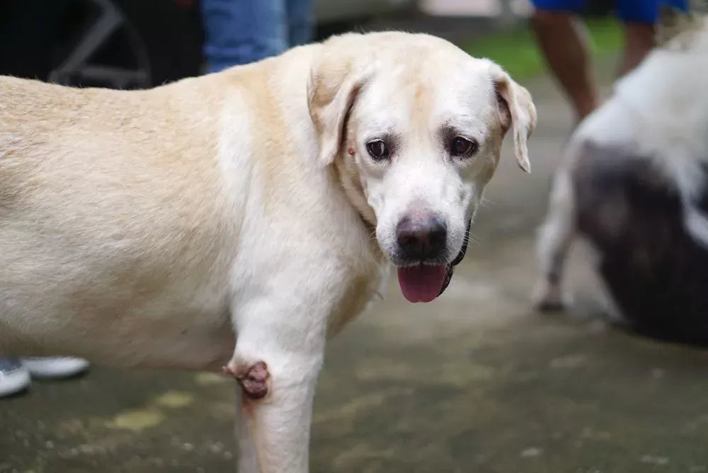 Dog Elbow Callus: Causes, Treatment, and Prevention