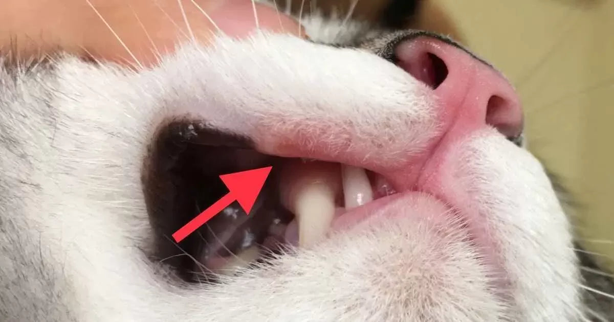 Understanding and Managing Cat Mouth Ulcers: Causes, Symptoms, and Treatment