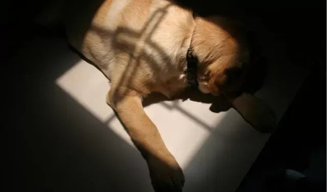 OCD in Dogs