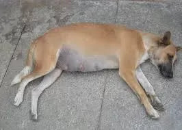 Bloat in Dogs: Causes, Symptoms, and Prevention