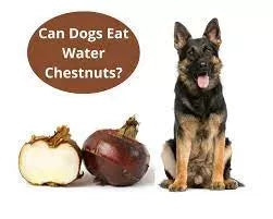 Can Dogs Eat Water Chestnuts