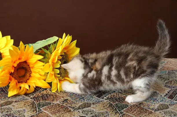 What Flowers Are Safe for Cats