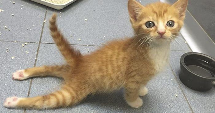 Cat Dragging Back Legs: Causes, Treatment, Recovery