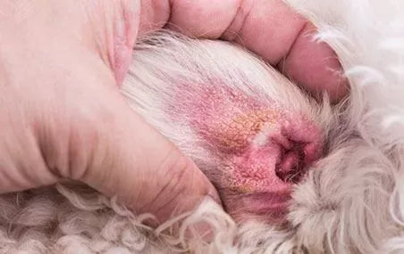 Understanding Ear Mites in Dogs