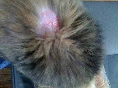 Understanding and Addressing Cat Fur Loss and Sores: A Comprehensive Guide