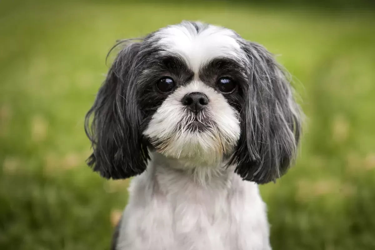 Why Shih Tzus Are The Worst Dogs? Explore The Truth
