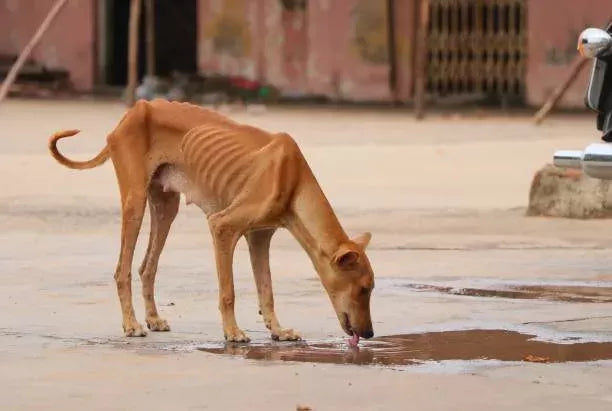 Understanding Dogs That Are Skinny: Causes, Concerns, and Care
