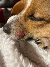 Histiocytoma in Dogs