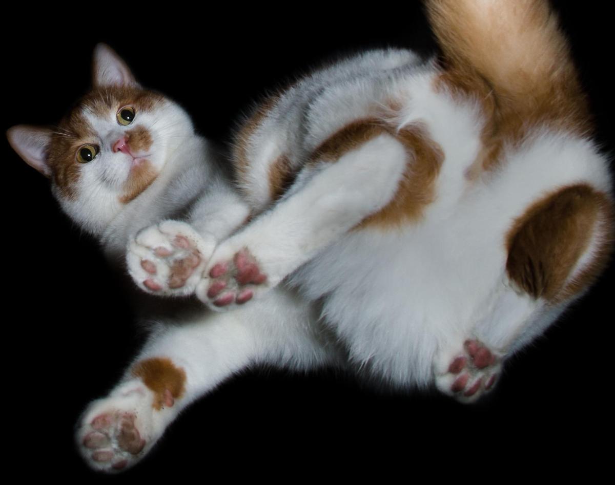 How to Tell If Stray Cat Gave Birth Recently