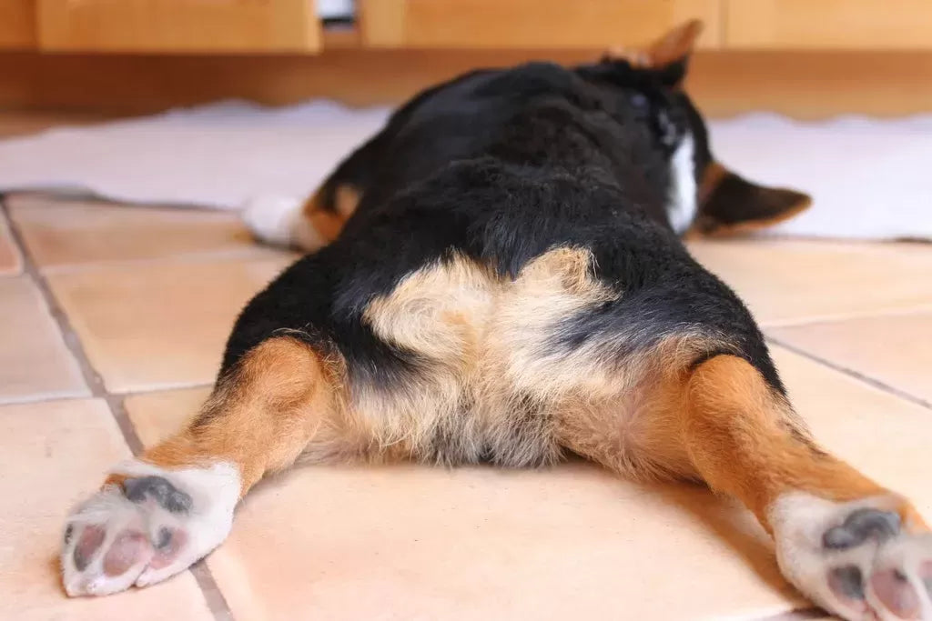 Dog Swollen Anus Treatment At Home