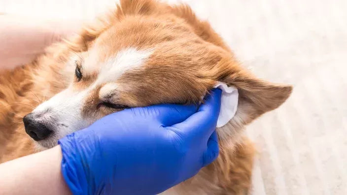 How To Clean A Dog's Ears