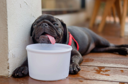 Dogs Overheat: Signs, Symptoms, & Prevention