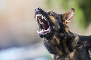 What Is The Most Dangerous Dog