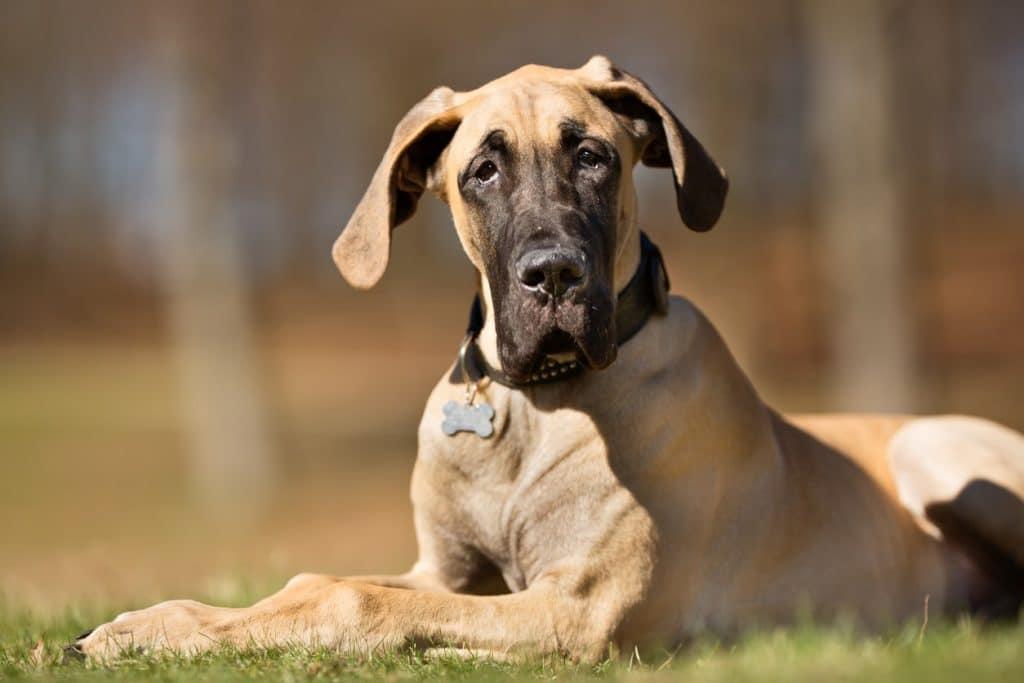 Are Great Danes Good Guard Dogs
