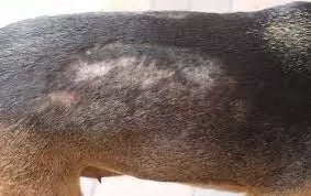 Dry Skin on Dogs