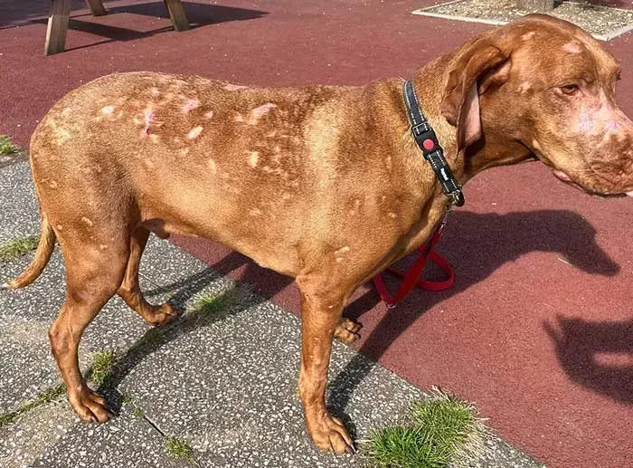 Lupus in Dogs