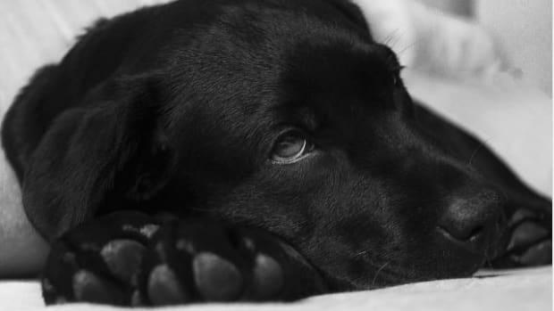 How Do You Know If Your Dog Has Worms