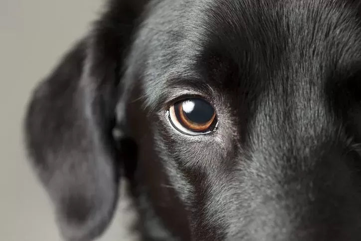 Do Dogs See Color
