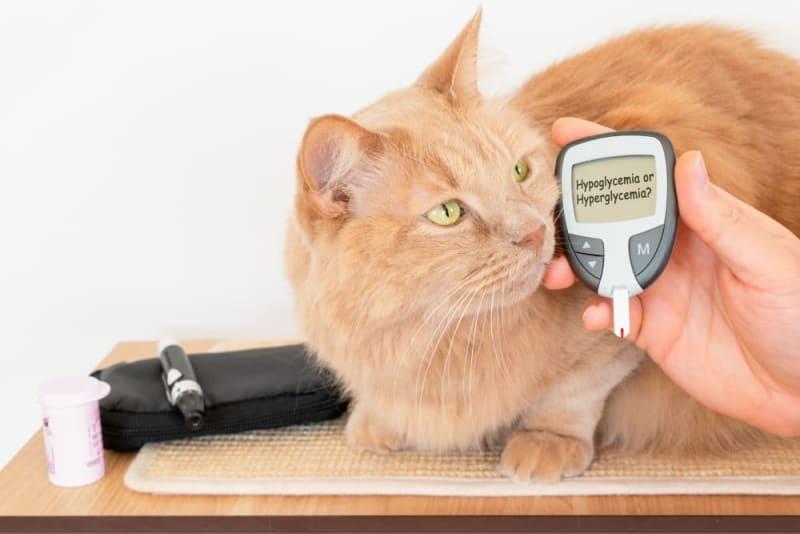 Hypoglycemia in Cats