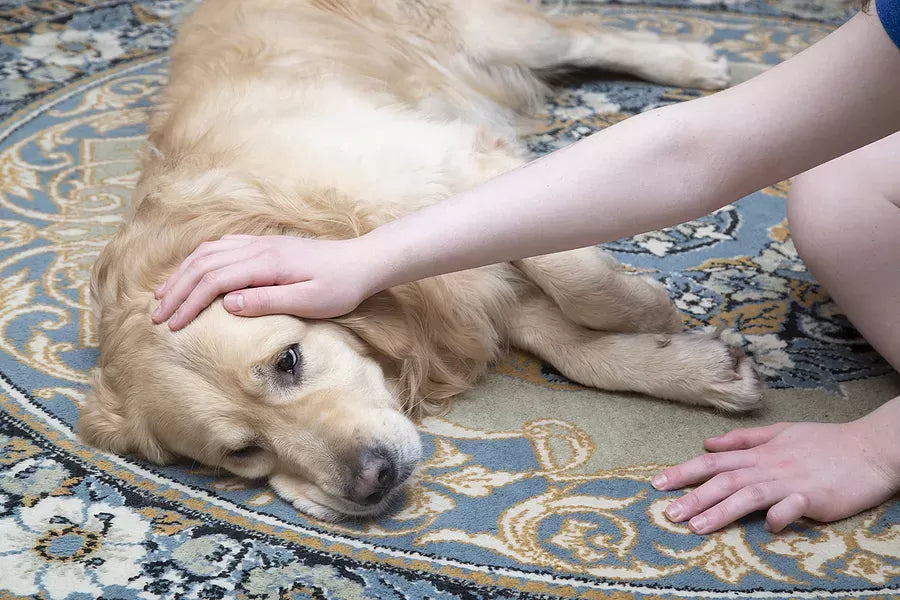 How to Get Rid of Worms in Dogs