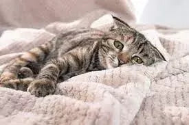 Pancreatitis in Cats: Causes, Symptoms, and Treatment