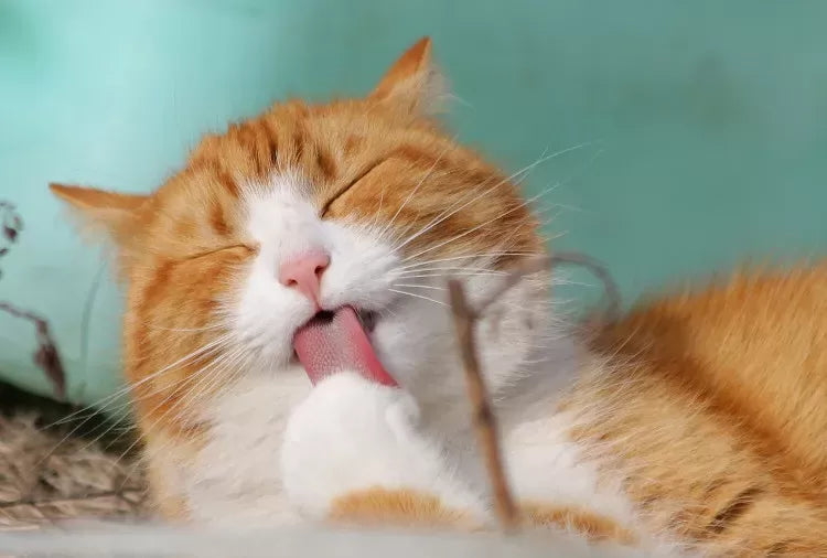 Decoding Cat Behavior: The Curious Case of Cats Licking Their Lips